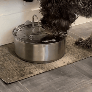 Lascia che il tuo cane la scopra