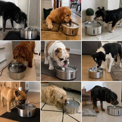 AcquaPura – Più Idratazione e Benessere per il tuo Cane