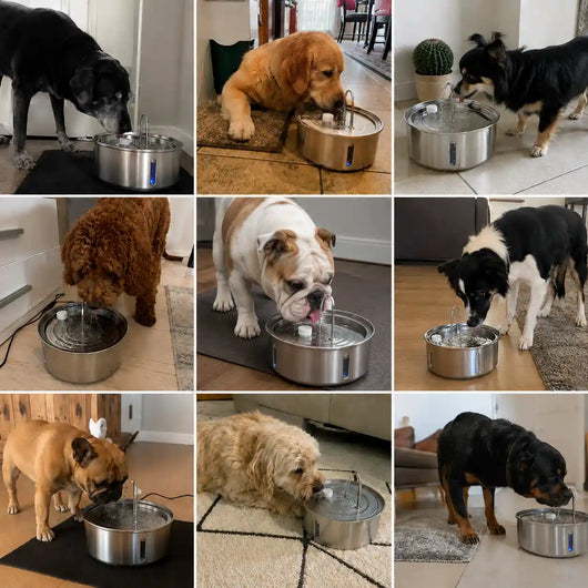 AcquaPura – Più Idratazione e Benessere per il tuo Cane